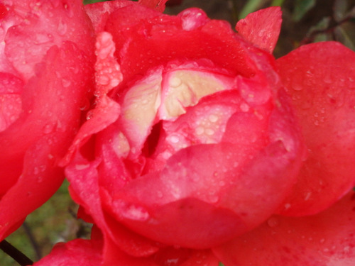 Garden Flower of Settlers Village.